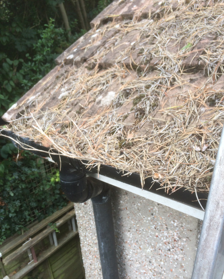 Corton gutter in severe need of cleaning