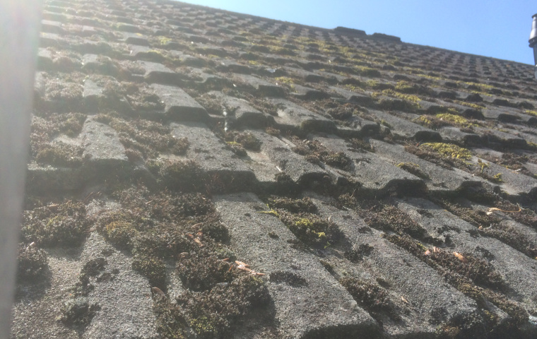 Frome roof cleaning services